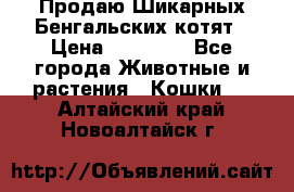 Продаю Шикарных Бенгальских котят › Цена ­ 17 000 - Все города Животные и растения » Кошки   . Алтайский край,Новоалтайск г.